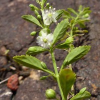 Scoparia dulcis L.